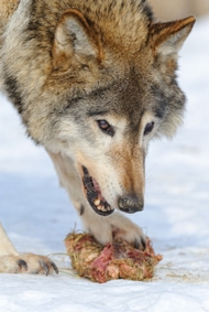 wolf-raw-food