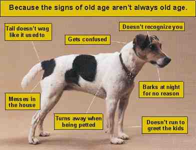 Senile Signs