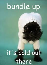 pets-cold-41