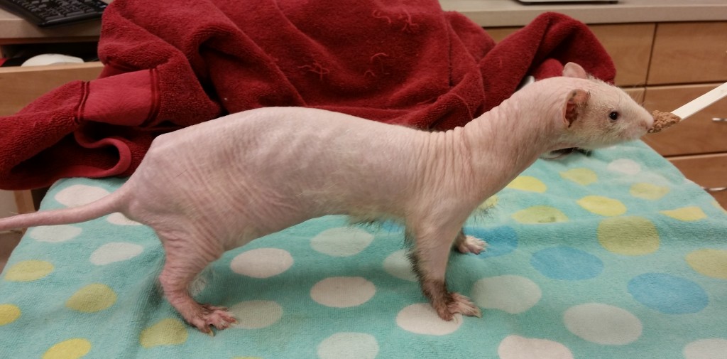 Ferret Adrenal Gland Disease Harmony Animal Hospital