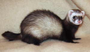 Healthy Ferret
