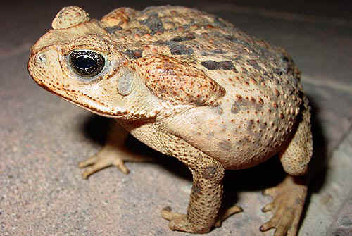 are dead toads poisonous to dogs