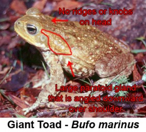 bufo_marinus_USGS_compare