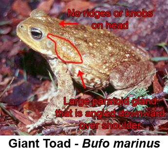 are dead toads poisonous to dogs