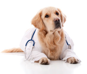 A dog wearing a medical coat