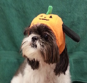 Halloween Shim