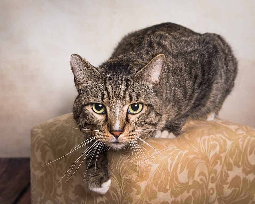 Cat Cat