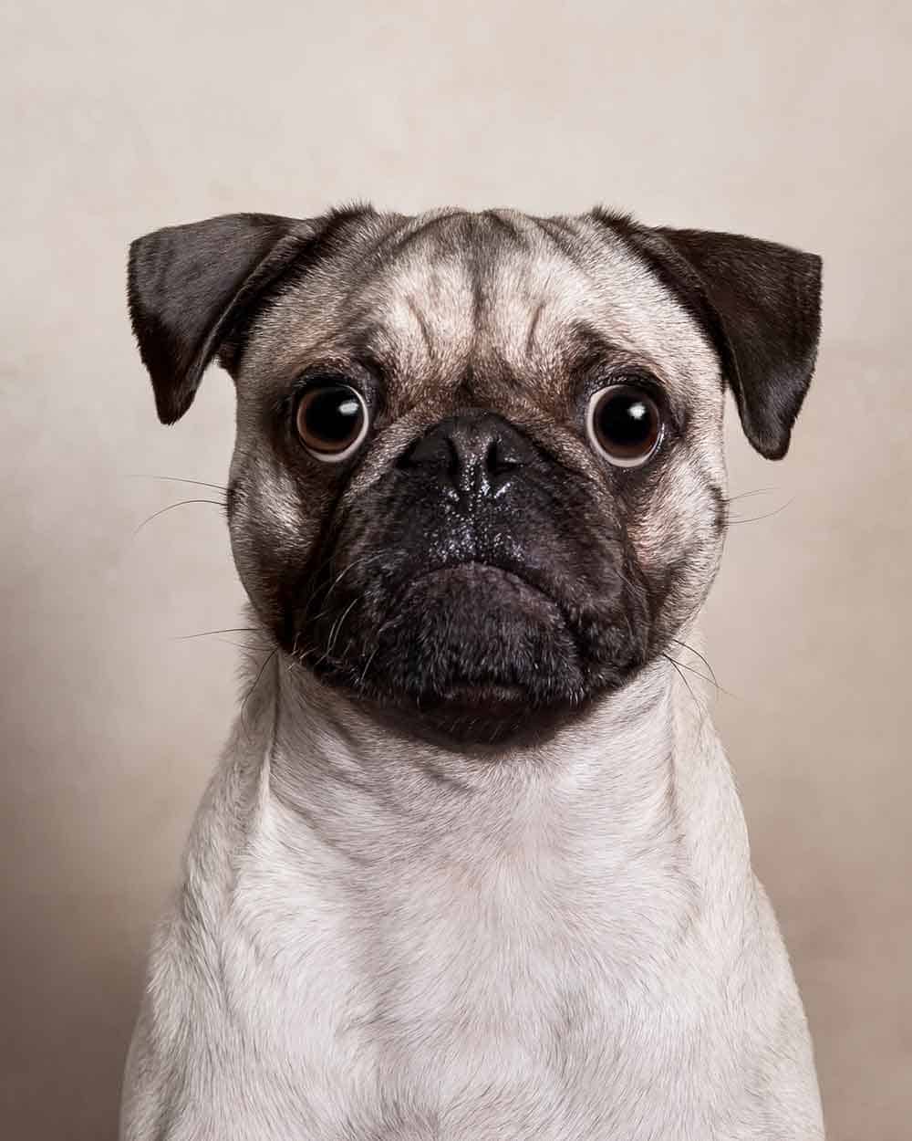Pug Pug