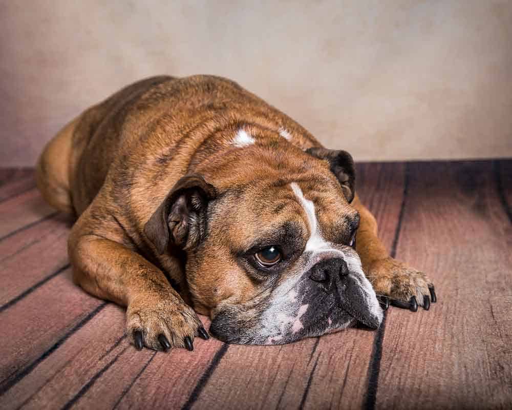Dog Dog