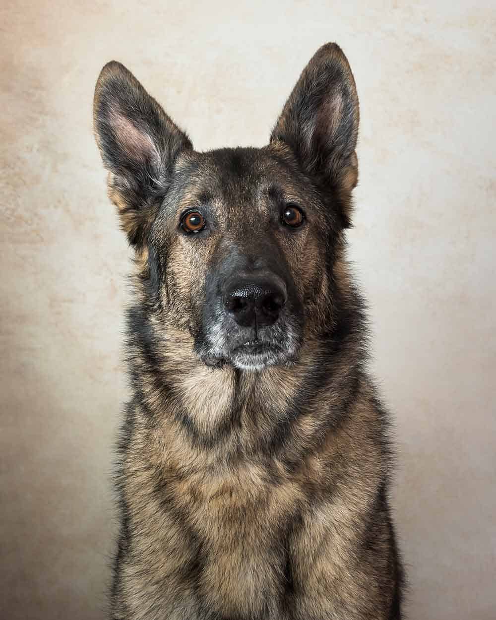 Dog Dog