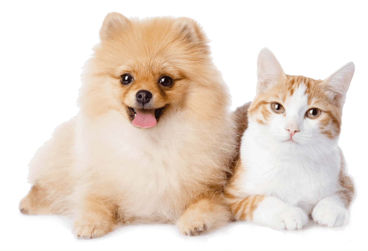 Dog and cat resting Dog and cat resting