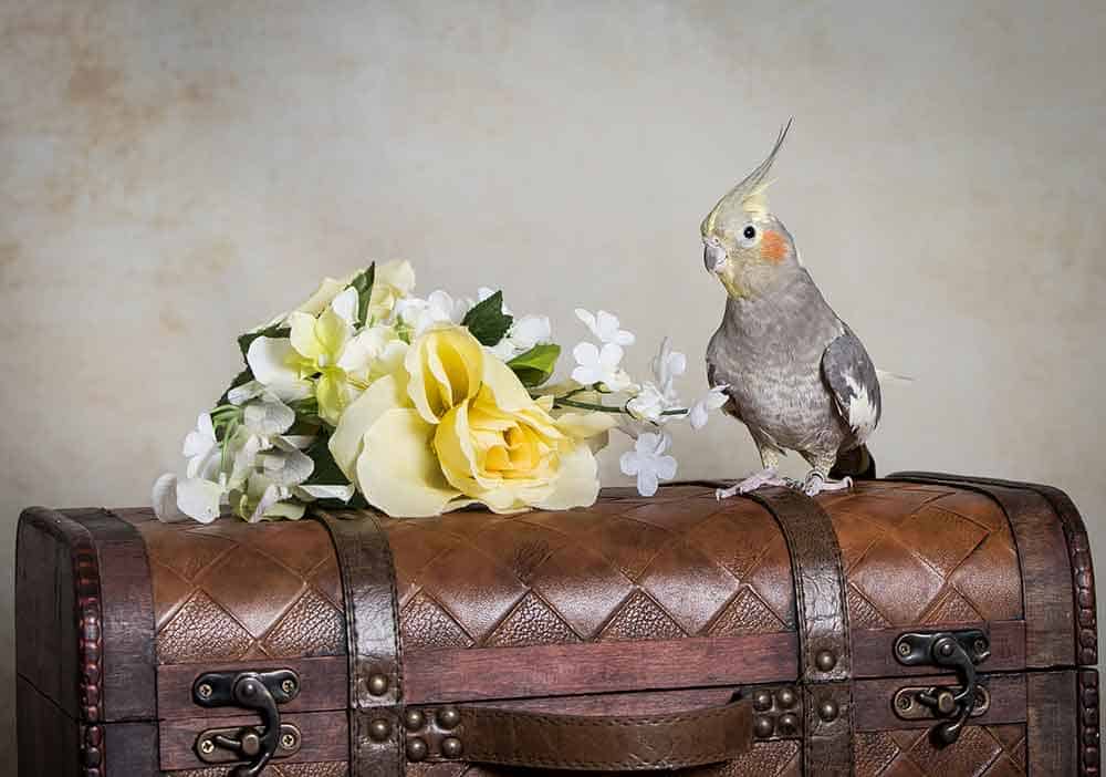 Bird on top of chest with flowers