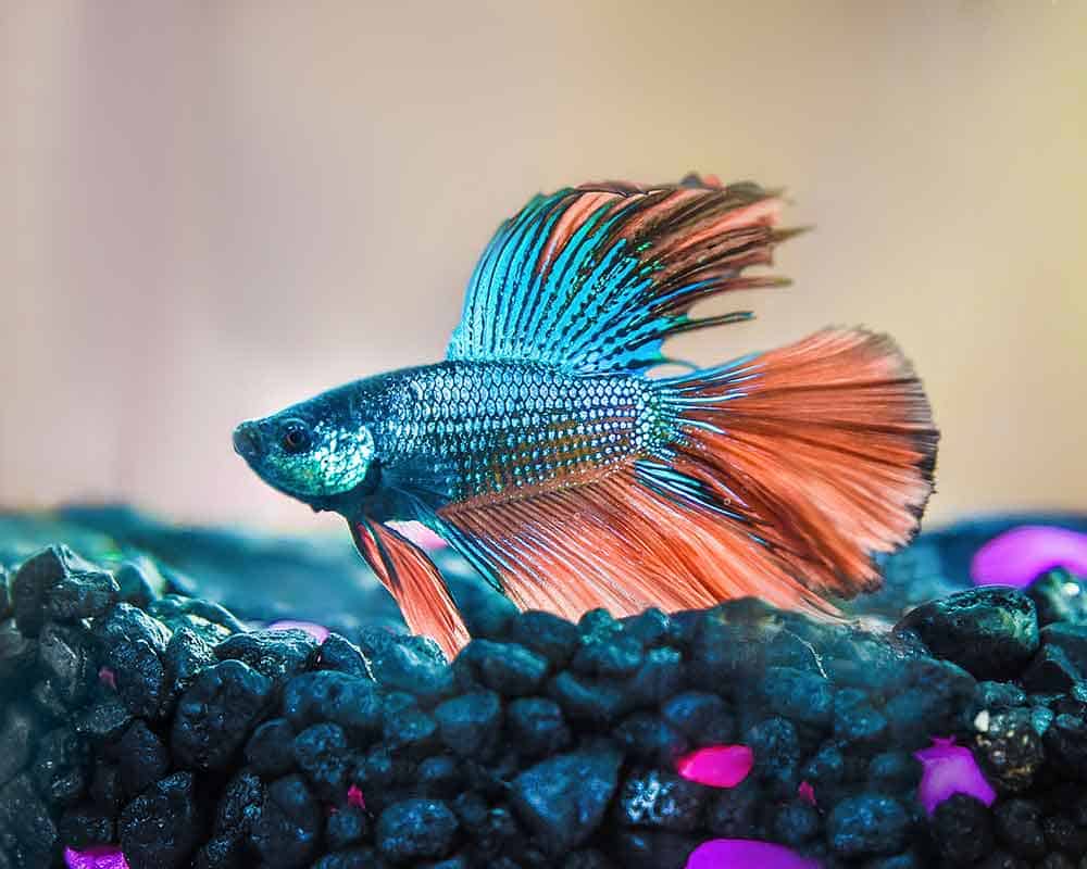 Fish Fish