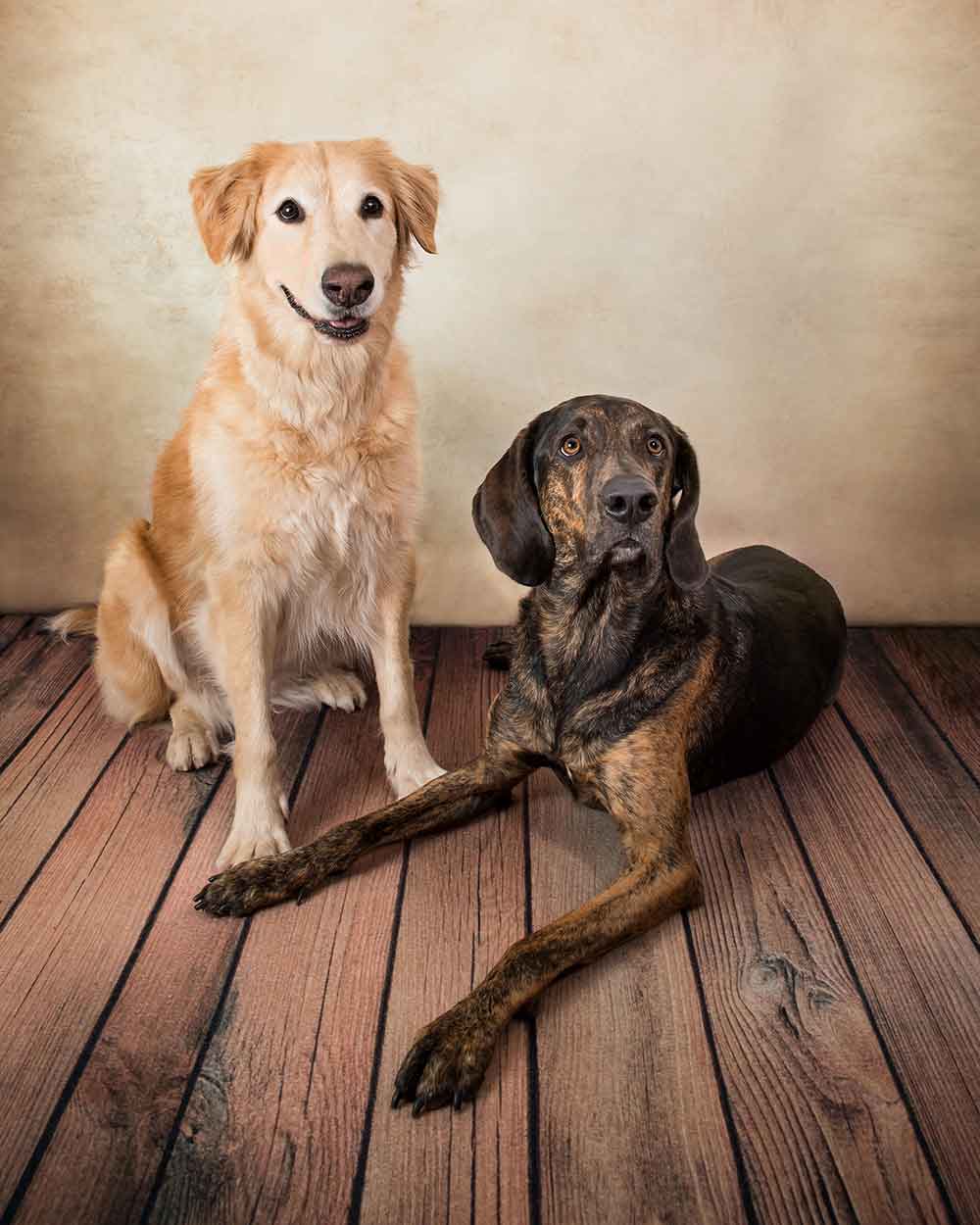 Two dogs Two dogs