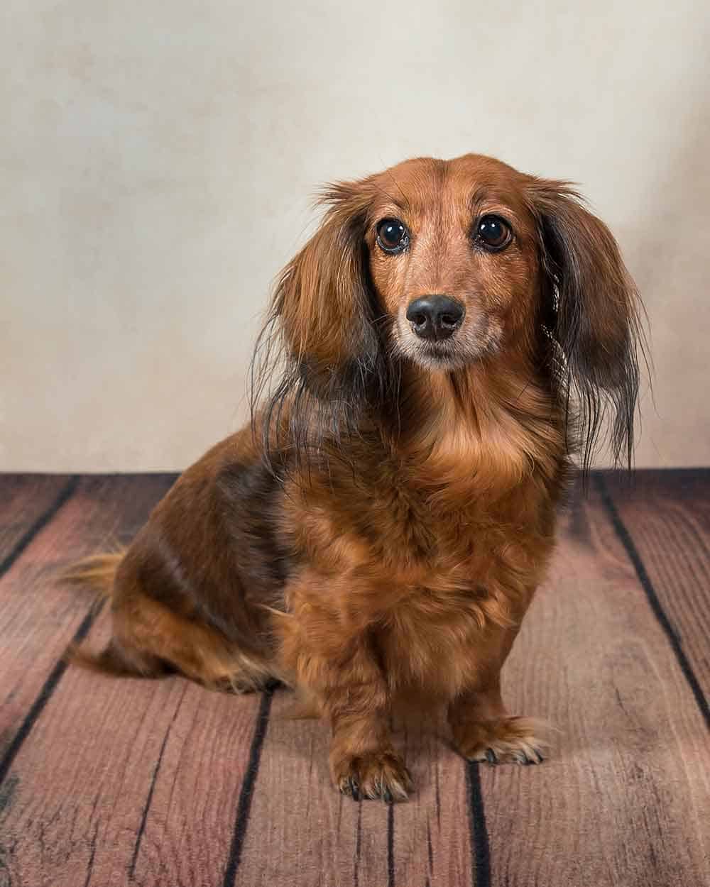 Dog Dog