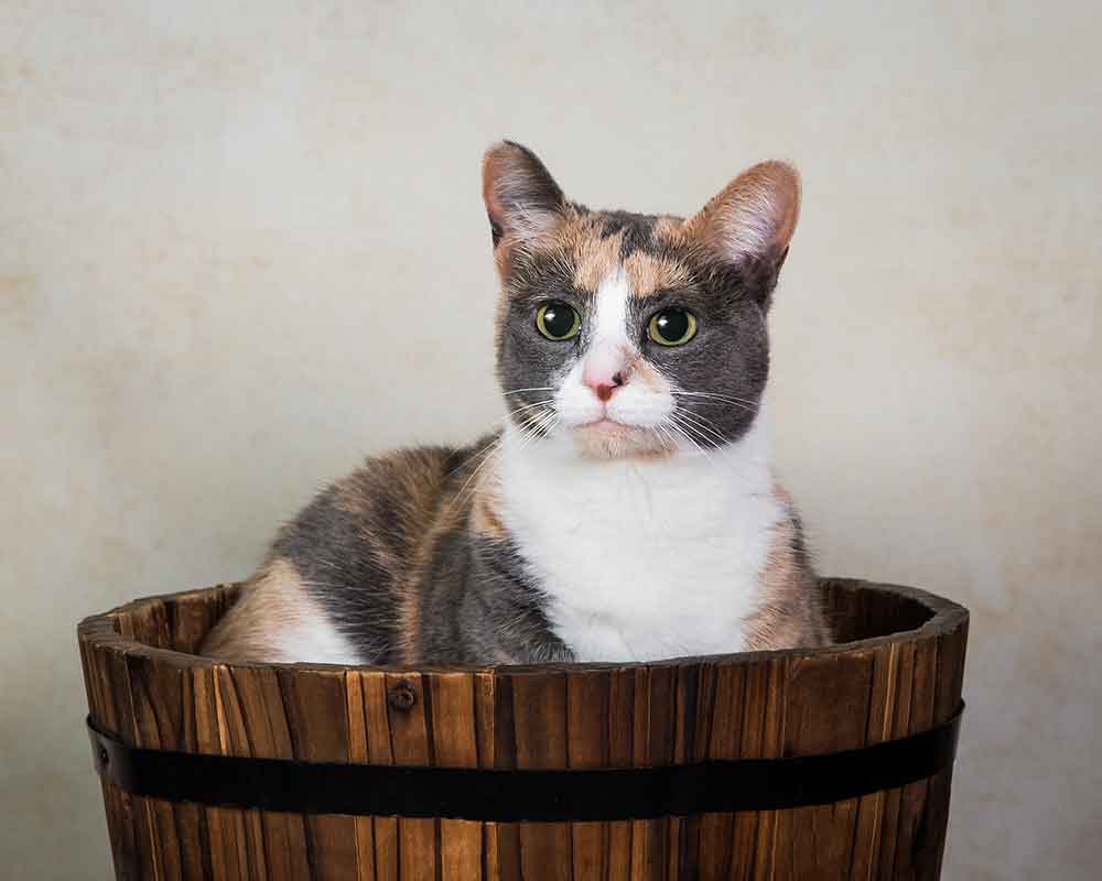 Cat sitting in bucket