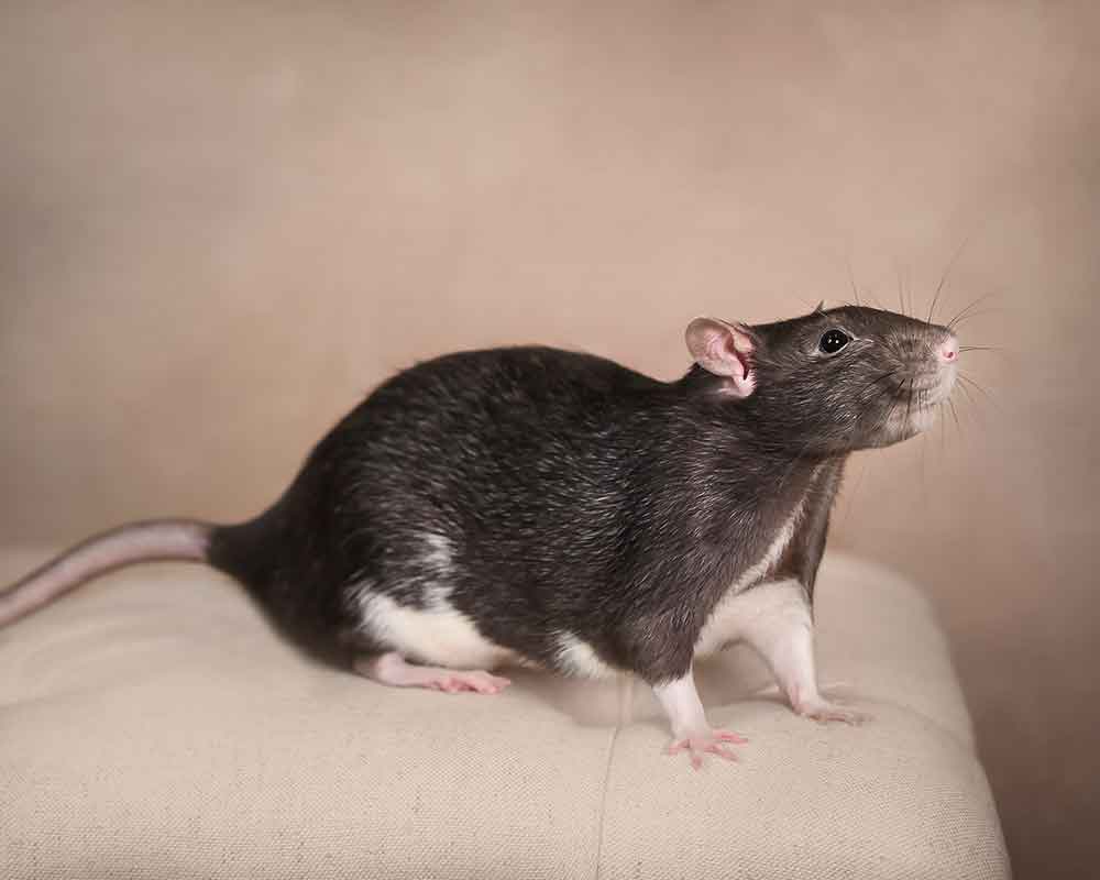 Rat Rat