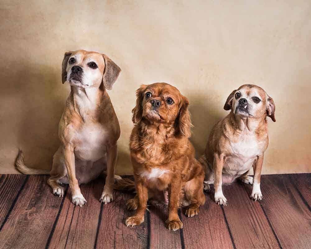 Three senior dogs
