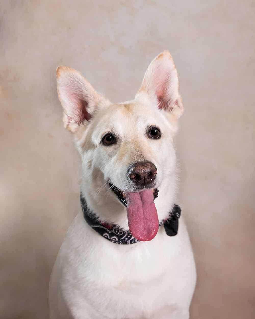 White dog