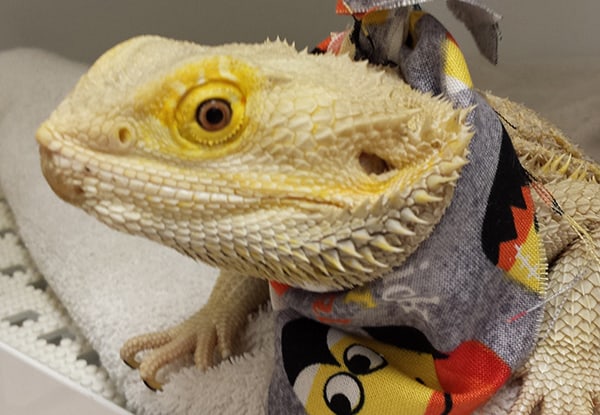 A lizard A lizard
